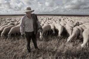 Cañarejal Portada agricultura 4